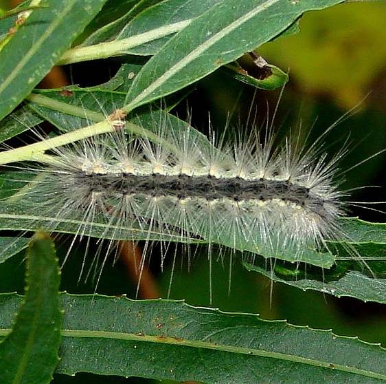 8140 Fall Webworm on Willow at Estelle Wenrick Preserve Clark Co Oh 9-8-14