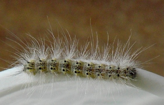 8140 Fall Webworm yard 9-17-07