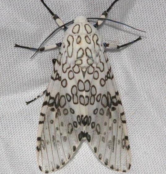8146 Giant Leopard Moth Mahogany Hammock Everglades Natl Pk 3-10-13
