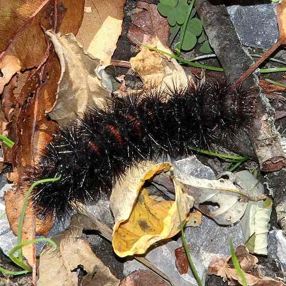 8146 Giant Leopard Moth caterpillar Clearfork Trail 10-16-15