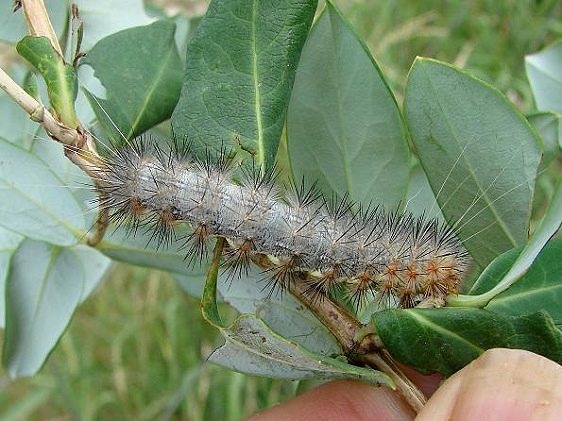 8149 Hypercompa suffusa Caterpillar Sierra Vista Az 2 9-7-12
