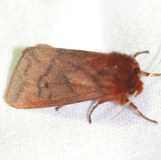8156 Ruby Tiger Moth yard 4-1-12