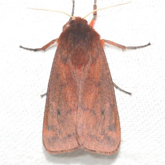 8156 Ruby Tiger Moth yard 6-16-12