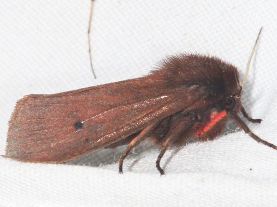 8158 Large Ruby Tiger Moth Lake of the Woods Ontario 7-25-16 (16a)_opt