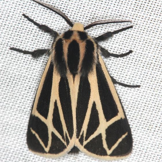 8169 Harnessed Tiger Moth yard 5-30-13