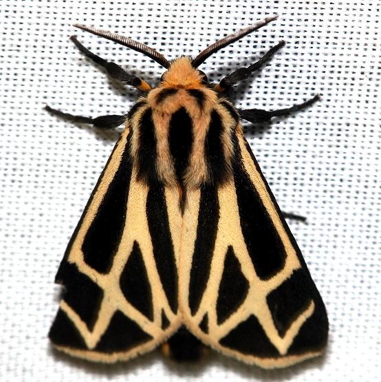 8171 Nias Tiger Moth yard 8-21-12