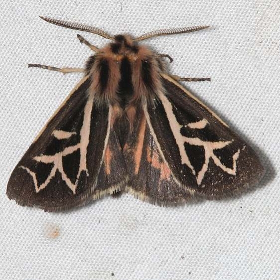 8186 Grammia williamsii Colorado Natl Monument 6-16-17 (283)_opt