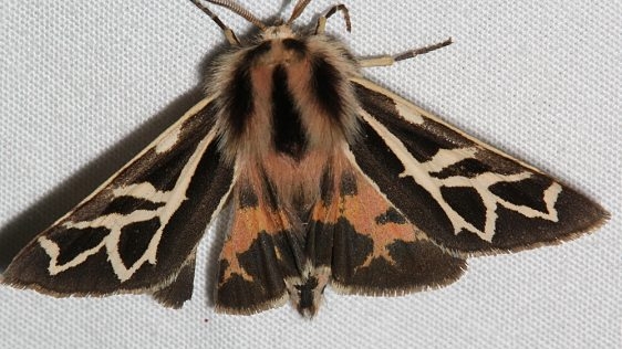8186.1 Grammia allectans Mueller St Pk Colorado 6-20-17