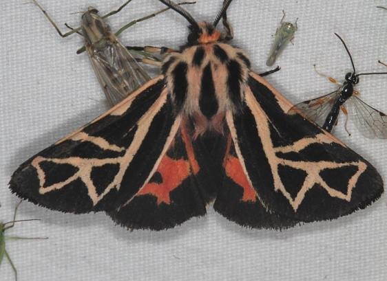 8188 Figured Tiger Moth Lake of the Woods Ontario 7-24-16 (26a)_opt