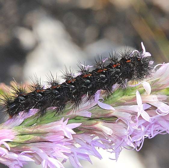 8191 Apantesis placentia BG Garden of Eden TNC-prop Bristle Fl 9-18-18