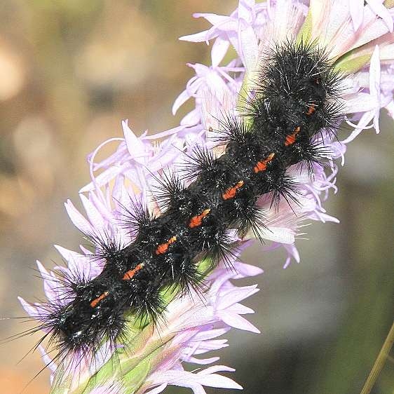 8191-Apantesis-placentia-BG-Garden-of-Eden-TNC-prop-Bristle-Fl-9-18-18-3_opt-1