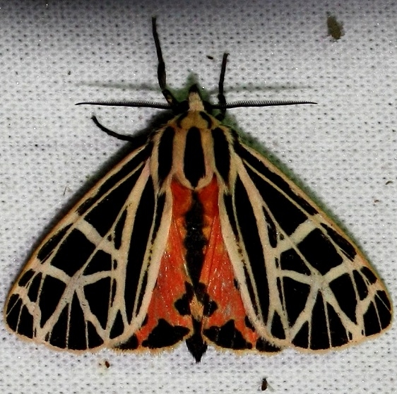 8195 Oithona Tiger Moth at Chatteau Adams Co Oh 9-13-09