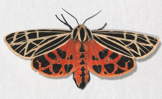 8197 Virgin Tiger Moth Huffman Prairie WPAFB Dayton Oh 7-27-14
