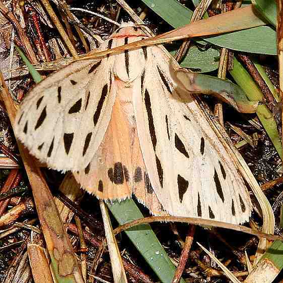 8199 Arge Moth Sandy Springs Adams Co Ohio 8-23-19