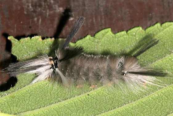 8203 Banded Tussock Moth caterpillar Burr Oak Cove Wayne Natl Forest Oh 8-2-18 (10)_opt