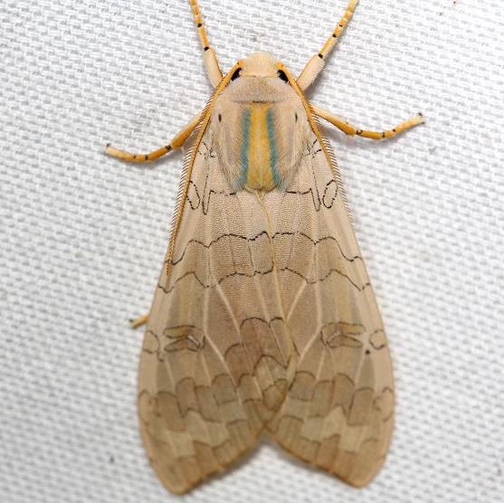 8203 Banded Tussock Moth yard 7-25-12