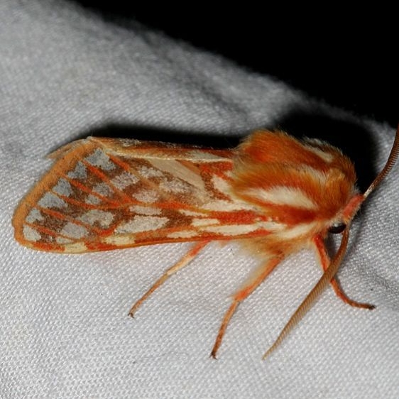 8206 Lophocampa roseata Golden Gate canyon st Pk Colorado 6-27-17 (5)_opt