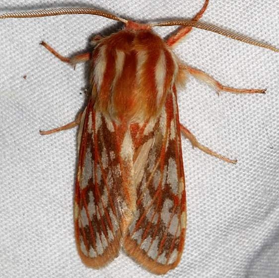 8206 Lophocampa roseata Golden Gate Canyon St Pk Colorado 6-27-17 (6)_opt