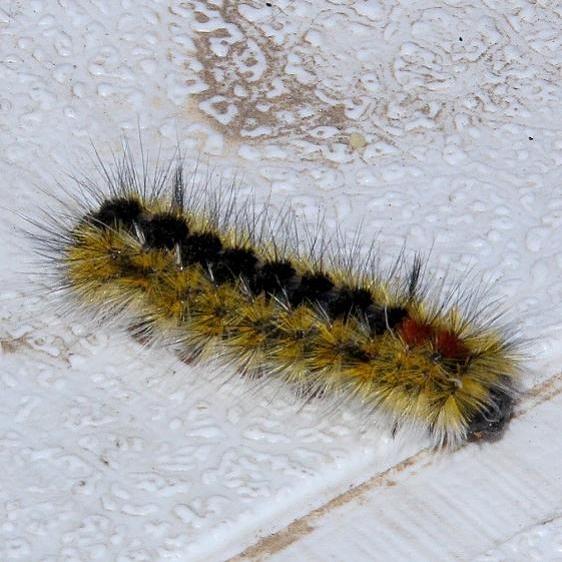 8208 Lophocampa ingens Caterpillar BG Bluewater Lske St Pk New Mexico  5-21-17 (22)_opt