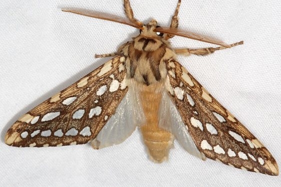 8209 Silver-spotted Tiger Moth Fool Hollow Lake St Pk Ariiz 5-23-17 (115)_opt