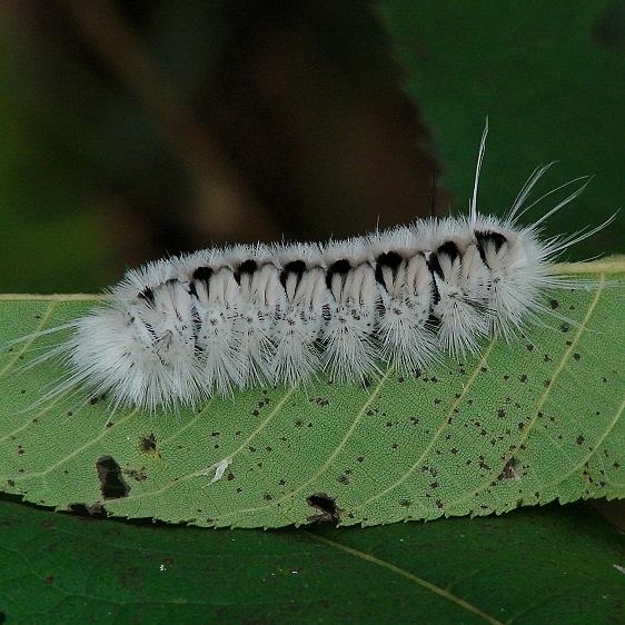 8211 Hickory Tussock Moth Wolf Run Park Knox Co 9-22-14_opt