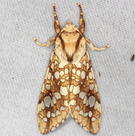 8211 Hickory Tussock Moth yard 6-5-13