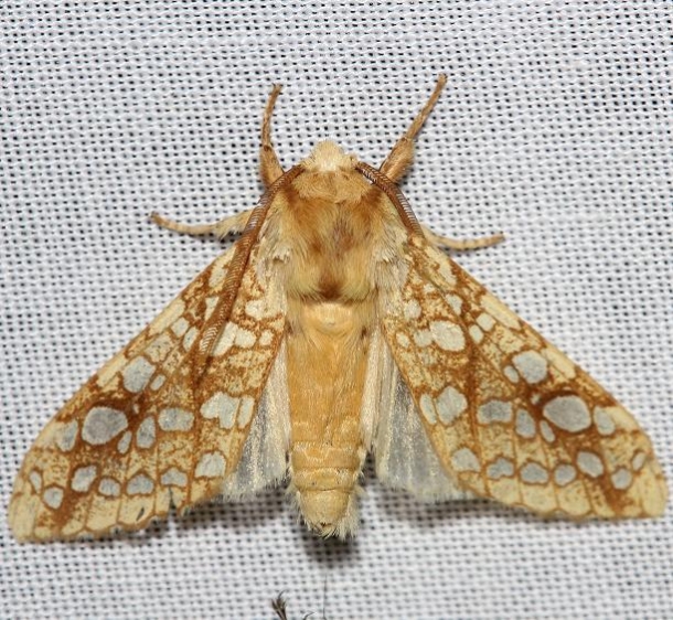 8211 Hickory Tussock Moth yard 5-26-12