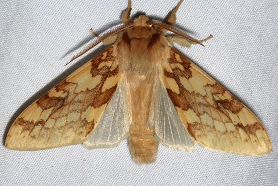 8213 Spotted Tussock Moth Rocky Mountain Natl Pk Colorado 6-22-17 (51)_opt