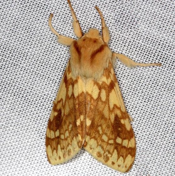 8214 Spotted Tussock Moth Lophocampa maculata Thunder Lake Mich UP 6-25-13
