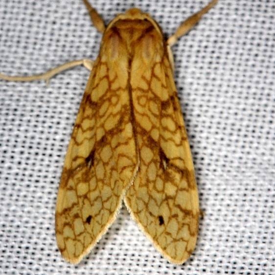 8216 Santa Anna Tussock Moth NABA Gardens Texas 11-3-13
