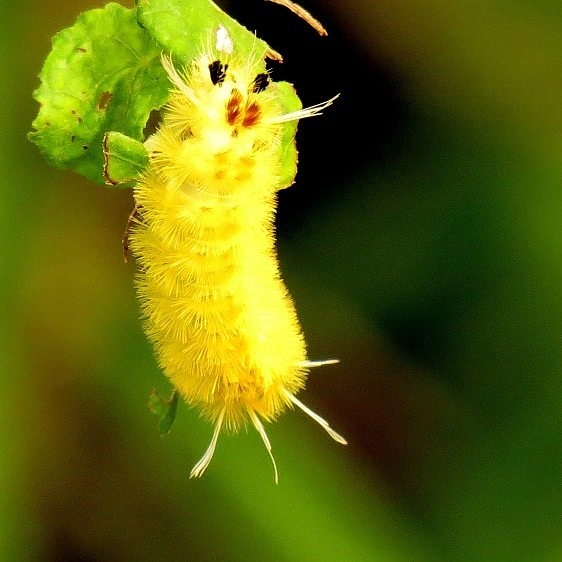 8216 Santa Anna Tussock caterpillar NABA Gardens Texas 11-5-13_opt