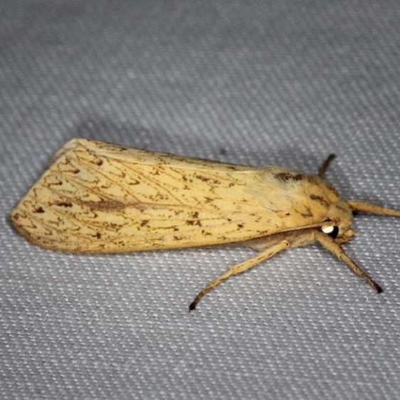 8217 Long-streaked Tussock Moth yard 8-9-13