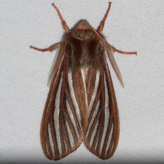 8218 Pseudohemihyaleambigua Rocky Mountain Natl Pk Colorado 6-22-17 (20)_opt