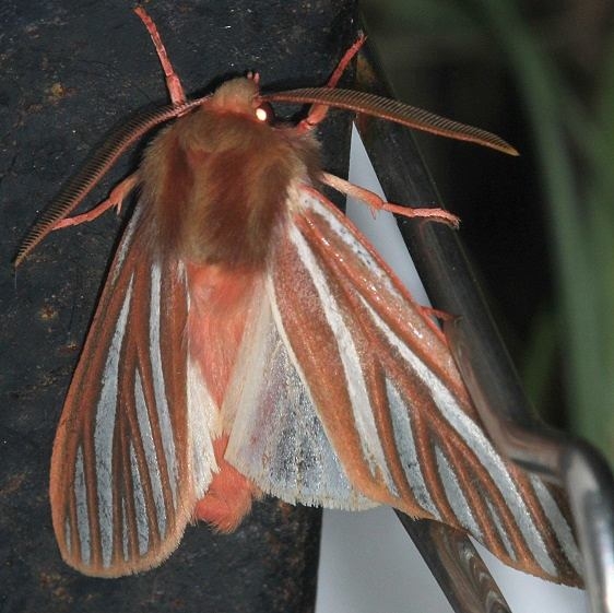 8218 Pseudohemihyalea ambigua Rocky Mountain Natl Pk Colorado 6-22-17 (22)_opt