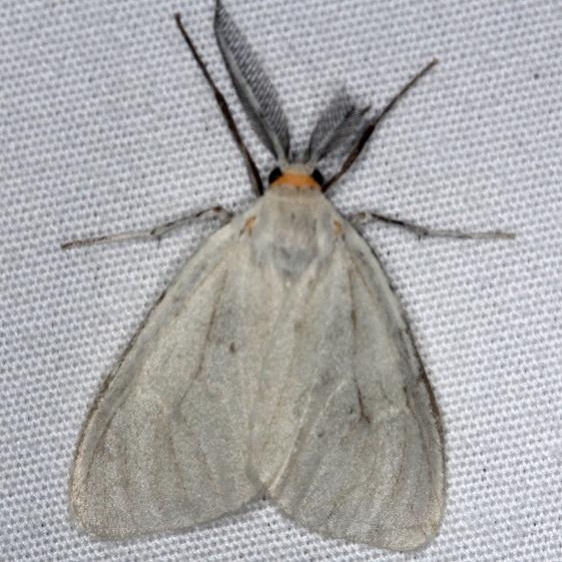 8229 Cycnia collaris Pineland Everglades Fl 2-26-15