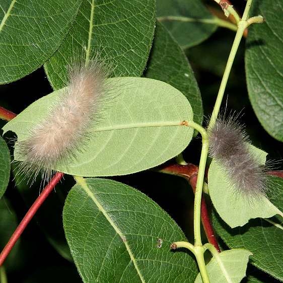 8230 Delicate Cycnia Moth caterpillar on Dog Bane Boch Hollow SNP Oh 9-10-16_opt