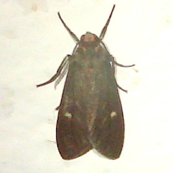 8232 Euchaetes zella Moth Ventana Canyon Resort Tucson Az 9-10-12