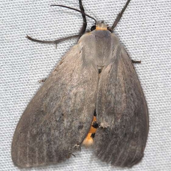 8238 Milkweed Tussock Moth yard 7-3-18  (2)_opt