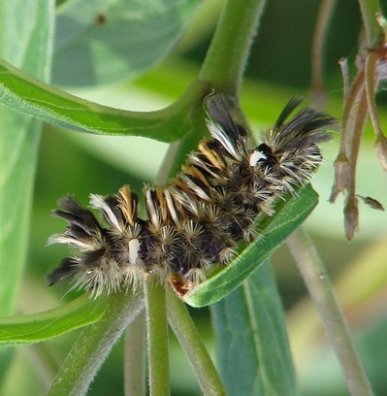 8238 Milkweed Tussock Moth Deercreek Wetlands Pickaway Co Oh 8-17-06_opt