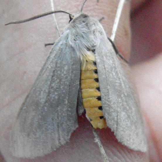 8238 Milkweed Tussock Moth yard 7-25-08
