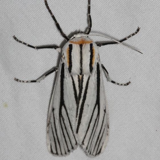 8249 Clio Moth Colorado Natl Monument 6-17-17 (288)_opt