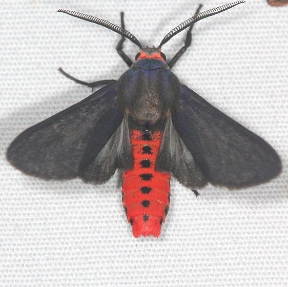 8251 Pygarctia neomexicana Campsite 119 Falcon St Pk Texas 10-27-16_opt