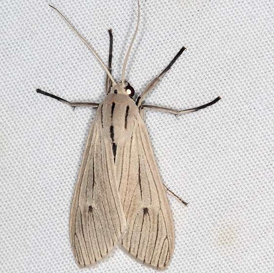 8256.2 Agaraea semivitrea NABA Gardens Mission Texas 11-1-16