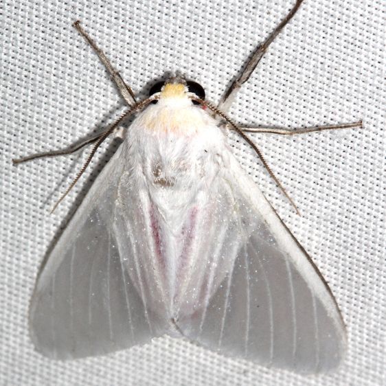 8257-Eupseudosoma-involuta-BG-Collier-Seminole-St-Pk-Fl-3-19-25-7