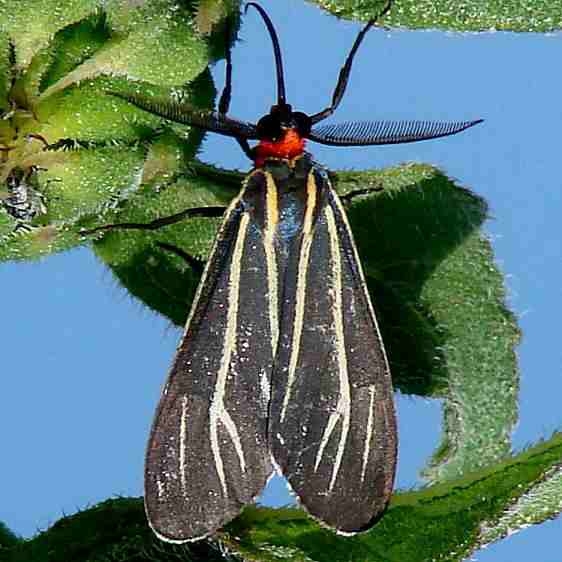 8260 Veined Ctenucha Moth Sierra Vista Az 9-7-12