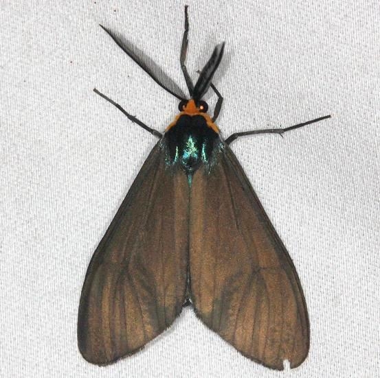 8262 Virginia Ctenucha Moth yard 6-11-13