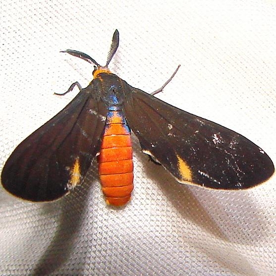 8266 Dahana atripennis Payne's Prairie St Pk 3-22-12