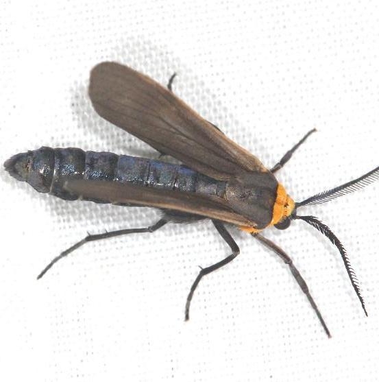 8267 Yellow-collared Scape Moth yard 5-30-13