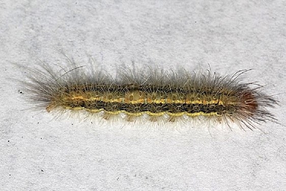 8267 Yellow-collared Scape Moth yard 7-27-18_opt