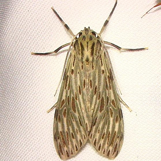 8271 Little Carol's Wasp Moth Mahogany Hammock Everglades 2-27-12